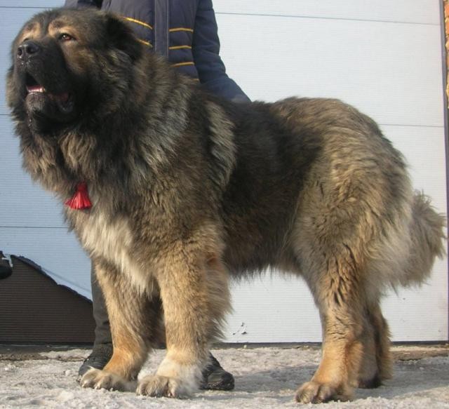 Bild laden 3179_TskaroZevs.jpg