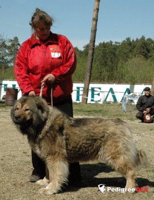 Bild laden 3180_alfa.jpg
