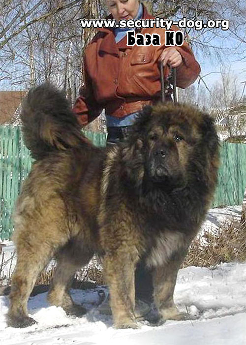 Bild laden 3336_monomah_tskaro2.jpg