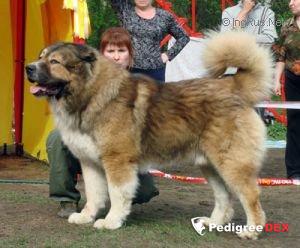 Bild laden 3338_SAMOTSVETIURALAIRIS.jpg