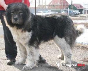 Bild laden 3339_ANIKAIZSTOLITSYSIBIRI.jpg